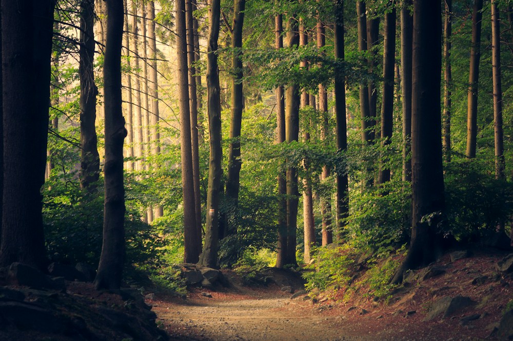 Sunlight filtering through leaves, inviting a quiet moment of reflection